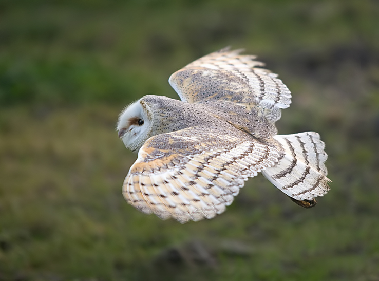 vliegende kerkuil.jpg